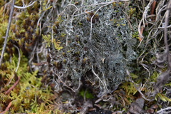 Phaeophyscia sciastra