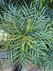 Berberis ganpinensis