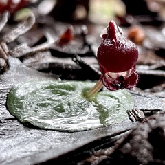 Corybas unguiculatus