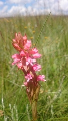 Satyrium hallackii ocellatum