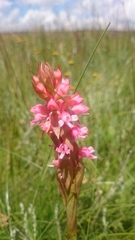 Satyrium hallackii ocellatum