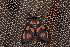 Amata trigonophora
