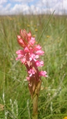 Satyrium hallackii ocellatum