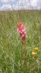 Satyrium hallackii ocellatum
