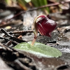 Corybas unguiculatus