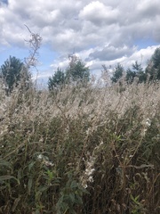 Chamaenerion angustifolium