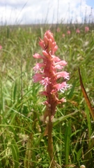 Satyrium hallackii ocellatum