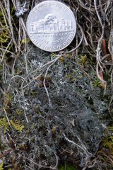 Phaeophyscia sciastra