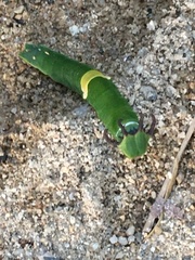 Polyura schreiber