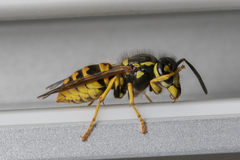 Vespula germanica