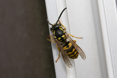 Vespula germanica