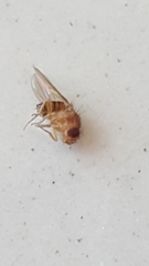 Drosophila