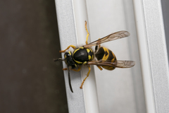 Vespula germanica