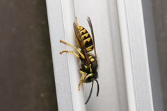Vespula germanica