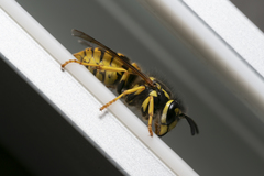 Vespula germanica