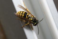 Vespula germanica