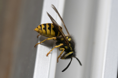 Vespula germanica