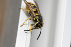 Vespula germanica