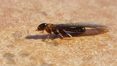 Kalotermes flavicollis