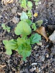 Veronica arvensis