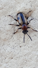 Crioceris paracenthesis