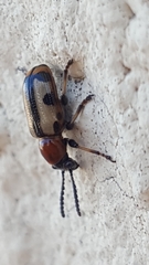 Crioceris paracenthesis