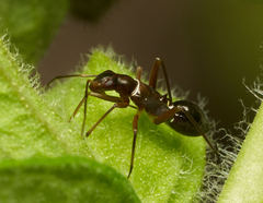 Closterocoris amoenus