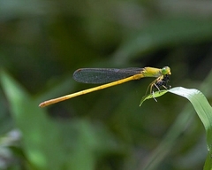 Ceriagrion chromothorax
