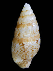 Mitrella australis