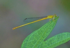 Ceriagrion chromothorax
