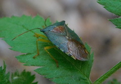 Acanthosoma denticaudum