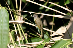 Pycnonotus flavescens