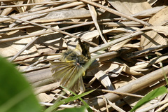 Pycnonotus flavescens