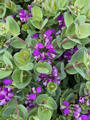 Polygala × dalmaisiana