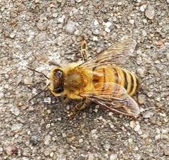 Apis mellifera