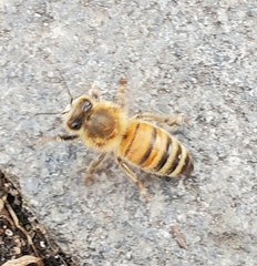 Apis mellifera