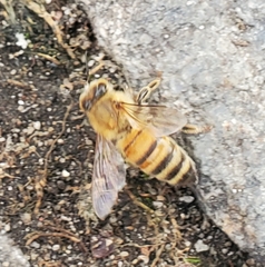Apis mellifera