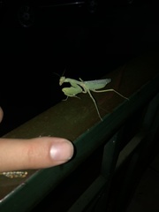 Hierodula transcaucasica