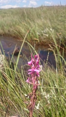 Disa rhodantha