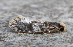 Monopis marginistrigella