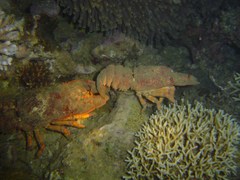 Scyllarides squammosus