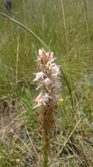 Satyrium longicauda longicauda