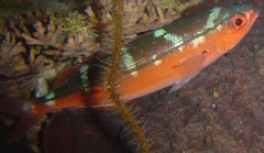 Pterocaesio digramma