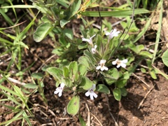 Dyschoriste burchellii