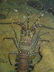 Panulirus longipes bispinosus