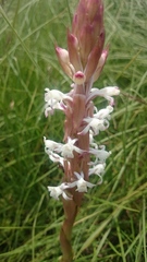 Satyrium longicauda longicauda
