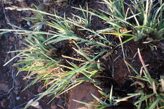 Polygala hottentotta