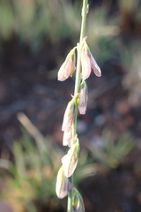 Polygala hottentotta