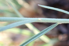 Polygala hottentotta