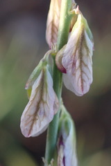 Polygala hottentotta